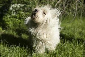 Dog with white coat. Pet in summer. Lots of long hair. Animal on walk. photo
