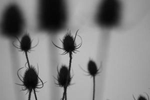 Background of dry plants. Stems of a thorny plant. photo