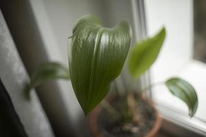 Green leaf of houseplant. House plant on window. photo