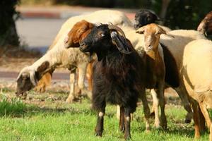 A herd of goats and rams is grazing in a forest clearing. photo