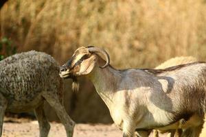 A herd of goats and rams is grazing in a forest clearing. photo