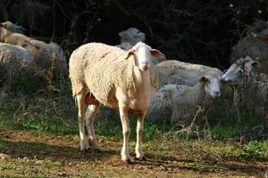 un rebaño de cabras y carneros está pastando en un claro del bosque. foto