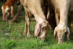 A herd of goats and rams is grazing in a forest clearing. photo