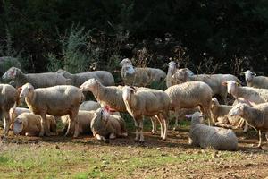 A herd of goats and rams is grazing in a forest clearing. photo