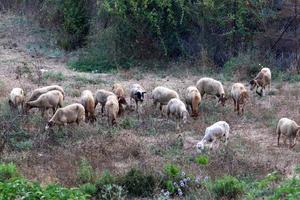 A herd of goats and rams is grazing in a forest clearing. photo