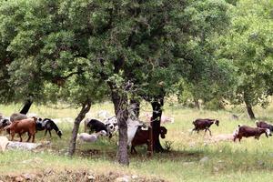 A herd of goats and rams is grazing in a forest clearing. photo