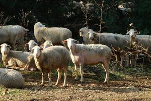 A herd of goats and rams is grazing in a forest clearing. photo