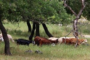 A herd of goats and rams is grazing in a forest clearing. photo
