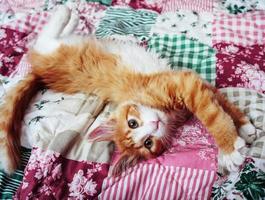 Ginger fluffy kitten stretching on a colored pink-green bedspread photo