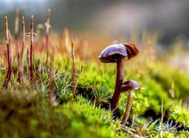 Small wild mushrooms and green moss close-up in the forest. photo