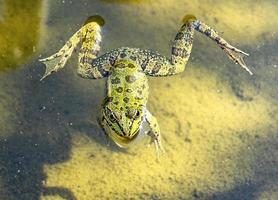primer plano de rana verde nadando en el agua fangosa del estanque. pelophylax esculentus. anfibio foto