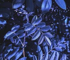 ramita violeta azul de serbal, fondo de planta abstracta con espacio de copia foto