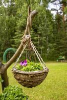 Hand made flower pot hanging on a snag on the lawn in the garden. Green grass photo