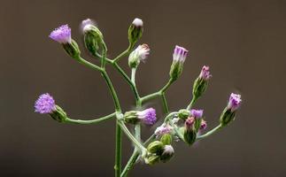 Goat Weed blooming on the grass field photo