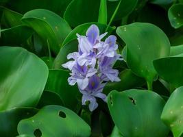 water hyacinth blooming in the canal photo