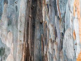 close-up texture of cracked Eucalyptus globulus tree photo