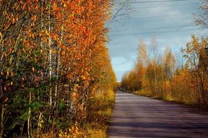 vista sobre una carretera asfaltada vacía entre árboles de otoño anaranjados foto