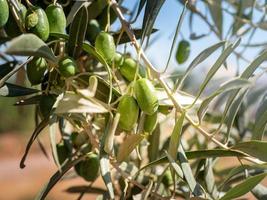 Green Olives on a branch. Close up green olives and leaves on a tree. photo