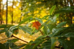 Orange maple leaf lying on a green bush in a forest photo