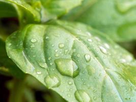 Close-up photo of a water drops on a young basil leaf