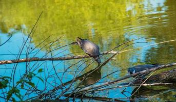 Pigeons on fallen trees on the shore of the pond. The green leaves of the trees are reflected on the surface of the water. photo