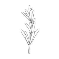 especia de hojas de romero verde. planta medicinal. planta aromática para condimentar. ilustración vectorial aislado en blanco. hierba de romero para el elemento de diseño culinario, decoración de paquetes, pegatina, etiqueta. vector