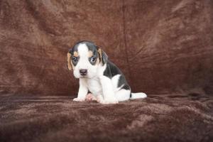 Adorable beagle on Brown background. Beagles are used in a range of research procedures. The general appearance of the beagle resembles a miniature Foxhound. Beagles have excellent noses. photo