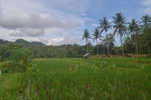 Nature backgrounds. Green texture of rice field with coconut palm trees over tropical sky. Image in vintage style. East Java Indonesia photo