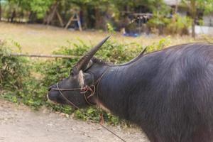 Thai buffalo walks to eat grass in a wide field. photo