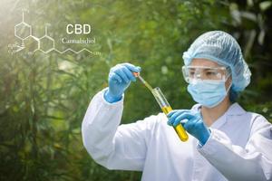 primer plano de aceite de cáñamo en manos humanas, fórmula cbd. cannabinoides y salud, marihuana medicinal, cbd y elementos thc en el cannabis. foto