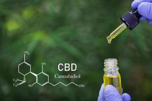 fórmula cbd cannabidiol, el científico realiza experimentos sintetizando compuestos con el uso de cuentagotas en un tubo de ensayo. aceite de cáñamo cbd, concepto de medicina. foto