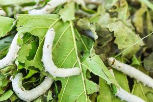 Silkworm close up photo