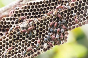 Nest of Hornet photo