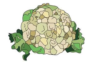 Cauliflower icon in flat style. isolated object. Vegetable from the garden. Organic food. Vector illustration