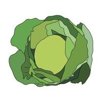 Cabbage with large bright green leaves. Fresh and healthy food. Vegetarian food. Organic salad ingredient. Flat vector icon.