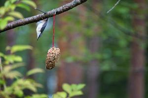 trepador azul, observado en un corazón alimentador alimentándose en el bosque. pequeño pájaro blanco gris foto