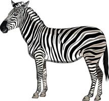 A zebra standing on a white background, vector illustration