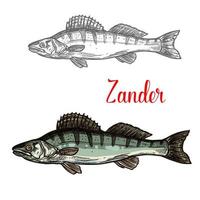 Zander fish vector fishing icon