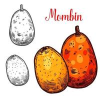 mombin vector bosquejo fruta tropical