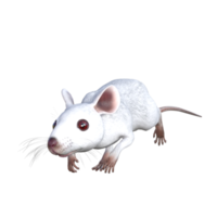 representación 3d del ratón blanco png