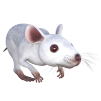 souris blanche rendu 3d png