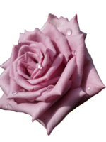 rosa rosa png gratis.