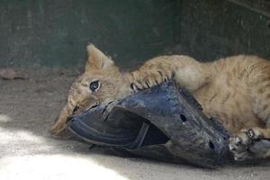 LOS ANGELES - JAN 17  Lion cubs at the enclosure after returning home after Creek Fire at the Wildlife Waystation on January 17, 2018 in Slymar, CA photo