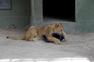 LOS ANGELES - JAN 17  Lion cubs at the enclosure after returning home after Creek Fire at the Wildlife Waystation on January 17, 2018 in Slymar, CA photo