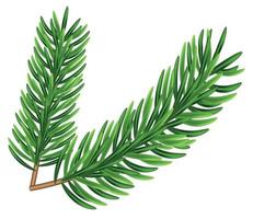 Green fir branches, decoration for Christmas and New Year on a transparent background. Universal template for flyers, postcards, price tags, invitations, Christmas tree vector no raster