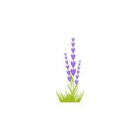 ilustración de icono de vector de flor de lavanda