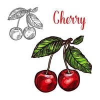 Cherry vector sketch fruit berry icon