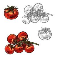 tomates cherry, vector, bosquejo, vegetal, icono vector