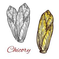 Chicory lettuce salad vector sketch vegetable