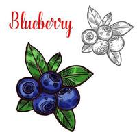 Blueberry vector sketch berry fruit icon